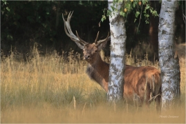 <p>JELEN LESNÍ (Cervus elaphus) obora Rumburk / Red deer / Rothirsch</p>